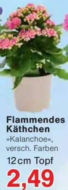 Jawoll Flammendes Käthchen Angebot
