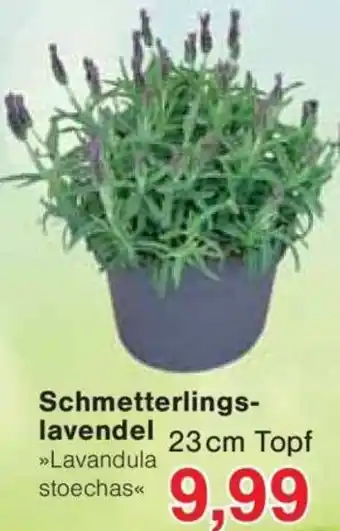 Jawoll Schmetterlingslavendel Angebot