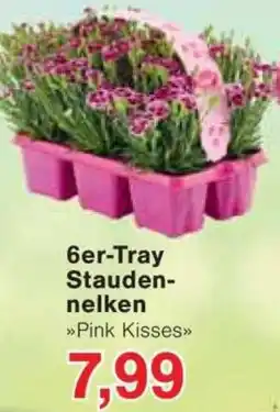 Jawoll 6er-Tray Staudennelken Angebot