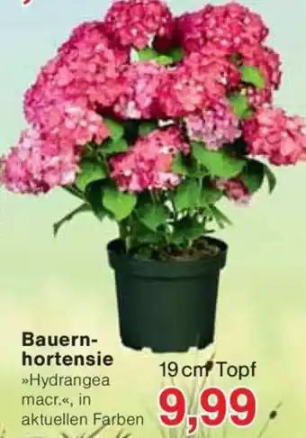Jawoll Bauernhortensie Angebot