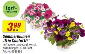 toom Baumarkt Sommerblumen „Trio Confetti" Angebot