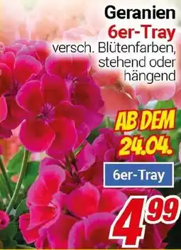 CENTERSHOP Geranien Angebot
