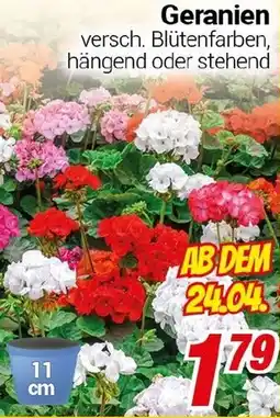 CENTERSHOP Geranien Angebot
