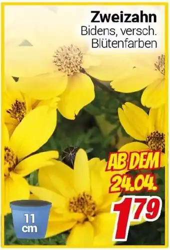 CENTERSHOP Zweizahn Angebot