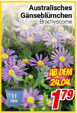 CENTERSHOP Australisches Gänseblümchen Angebot
