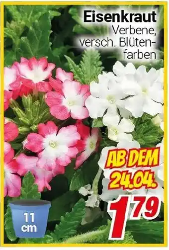 CENTERSHOP Eisenkraut Angebot