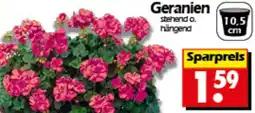 Wreesmann Geranien Angebot