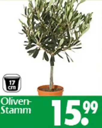 Wreesmann Oliven Stamm Angebot