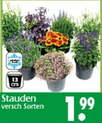 Wreesmann Stauden Angebot
