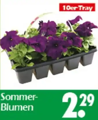Wreesmann Sommer Blumen Angebot