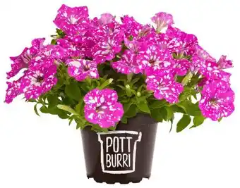 Kaufland Petunien Angebot