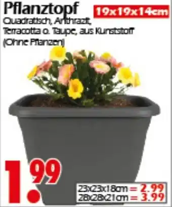 Wreesmann Pflanztopf Angebot