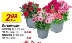 toom Baumarkt Gartennelke Angebot