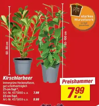 toom Baumarkt Kirschlorbeer Angebot