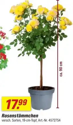 toom Baumarkt Rosenstämmchen Angebot