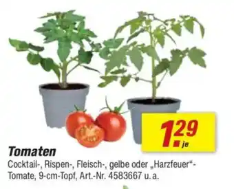 toom Baumarkt Tomaten Angebot