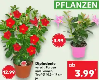 Kaufland Dipladenie Angebot