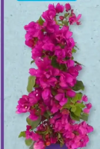 Aldi Süd Gardenline Drillingsblumen-Pyramide Angebot
