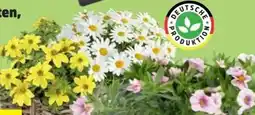 Thomas Philipps Bidens Angebot