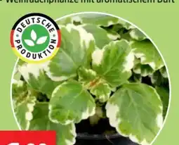 Thomas Philipps Weihrauch Plectranthus Angebot
