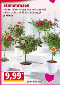 Norma Stammrosen Angebot