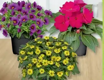 B1 Discount Baumarkt Sommerblumen Angebot