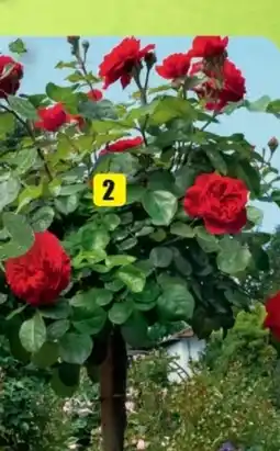 B1 Discount Baumarkt Rosenstämmchen Angebot
