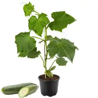 toom Baumarkt Toom Gurke Angebot