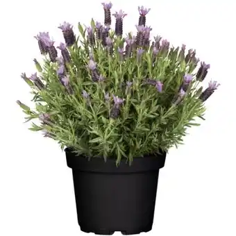 toom Baumarkt Toom Schopflavendel Angebot