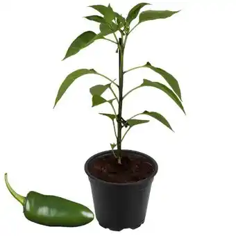 toom Baumarkt Toom Naturtalent Bio-Südgemüse Angebot