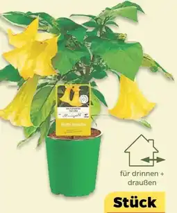 NETTO Engelstrompete Brugmansia Angebot