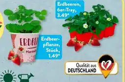Aldi Süd Gardenline Erdbeerpflanze Fridulin Angebot
