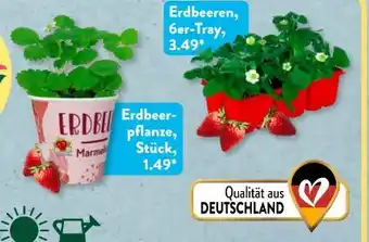 Aldi Süd Gardenline Erdbeerpflanze Fridulin Angebot