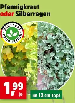 Thomas Philipps Pfennigkraut oder silberregen Angebot