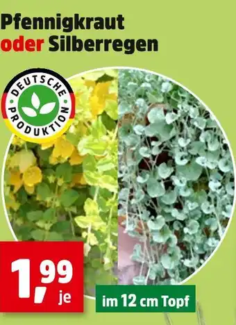 Thomas Philipps Pfennigkraut oder silberregen Angebot