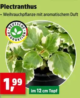 Thomas Philipps Plectranthus Angebot