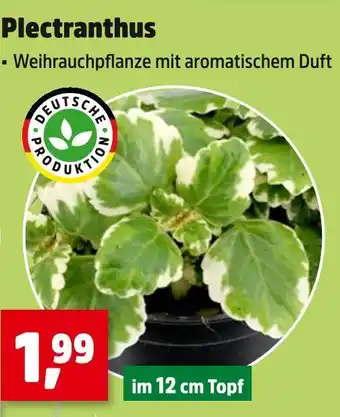 Thomas Philipps Plectranthus Angebot
