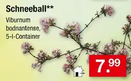 Zimmermann Schneeball Angebot