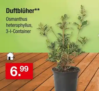Zimmermann Duftblüher Angebot