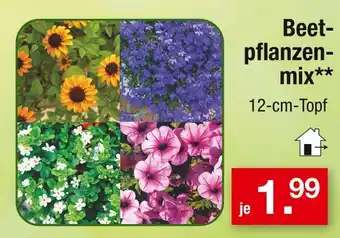 Zimmermann Beetpflanzenmix Angebot
