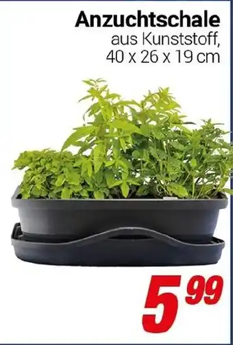 CENTERSHOP Anzuchtschale Angebot