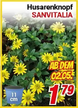 CENTERSHOP Husarenknopf SANVITALIA Angebot