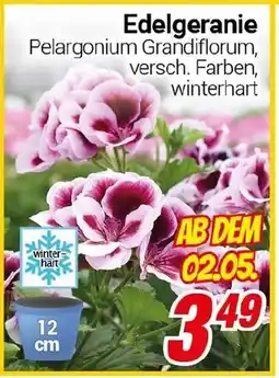 CENTERSHOP Edelgeranie Angebot