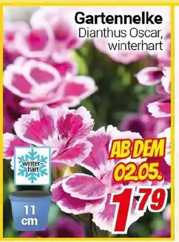 CENTERSHOP Gartennelke Angebot