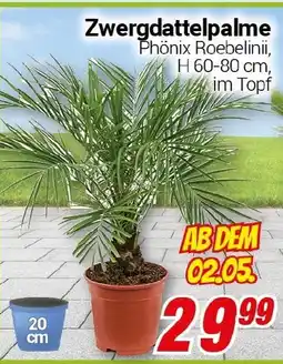 CENTERSHOP Zwergdattelpalme Angebot