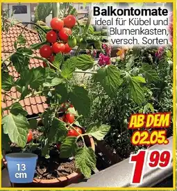 CENTERSHOP Balkontomate Angebot