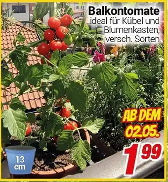 CENTERSHOP Balkontomate Angebot