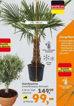 Globus Baumarkt Hanfpalme (Trachycarpus fortunei) Angebot