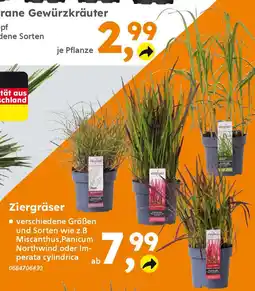 Globus Baumarkt Ziergräser Angebot