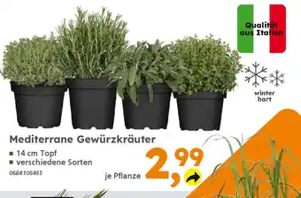 Globus Baumarkt Mediterrane Gewürzkräuter Angebot